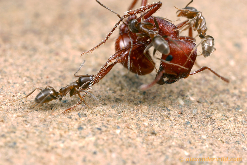 Ants, Ants, Revolution
