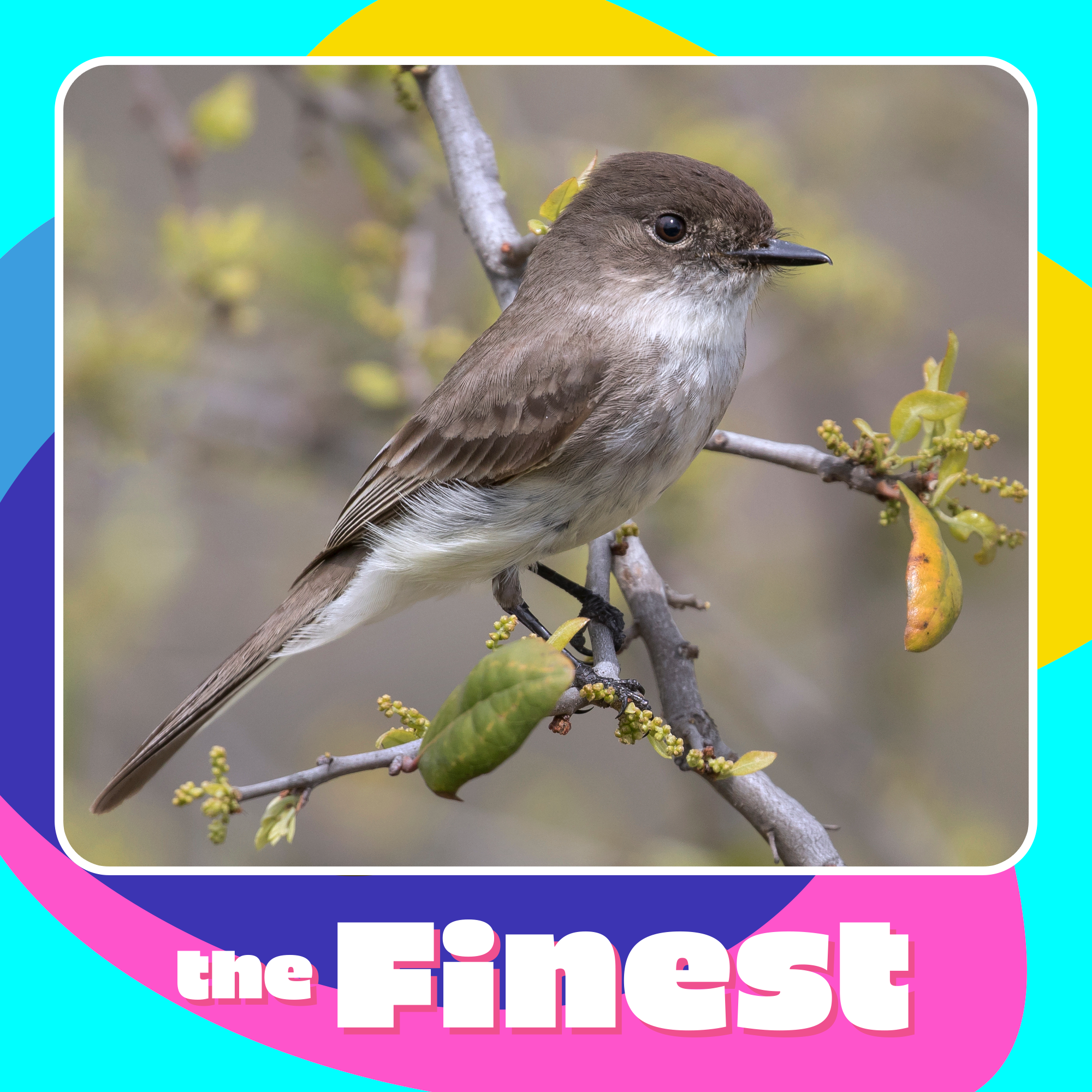 Chasing 100 birds in 1 day in America's Birdiest County: Inside the birding boom episode artwork